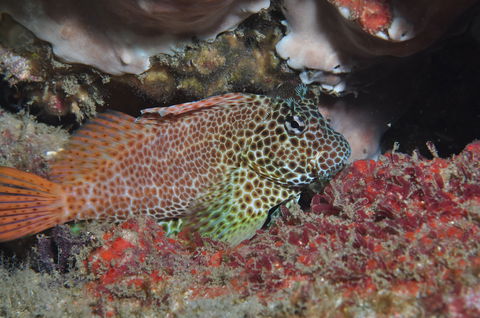 Nine Mile Reef Dive Site - Accommodation Brunswick Heads 0