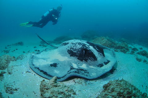 Nine Mile Reef Dive Site - Accommodation Brunswick Heads 1