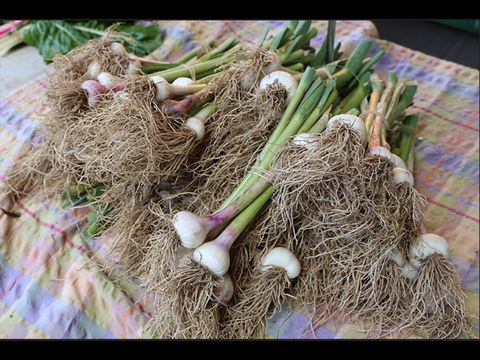Queanbeyan Park Market - Accommodation Brunswick Heads 0