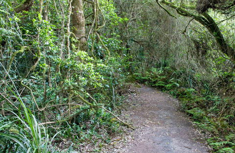 Rainforest Walking Track, Roberston Nature Reserve - Accommodation Brunswick Heads 0