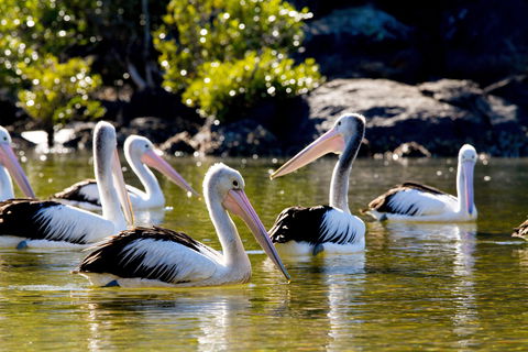 Snorkel Hat Head Creek - Accommodation Brunswick Heads 2