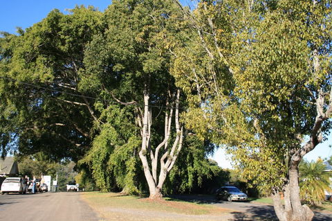 Anzac Avenue Memorial Trees, Beerburrum - Accommodation Brunswick Heads 0