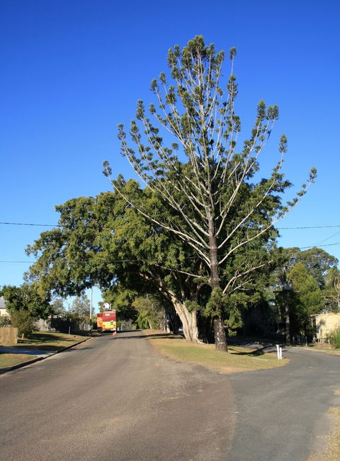 Anzac Avenue Memorial Trees, Beerburrum - Accommodation Brunswick Heads 1