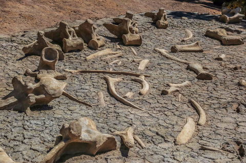 Australian Age Of Dinosaurs - Accommodation Brunswick Heads 2