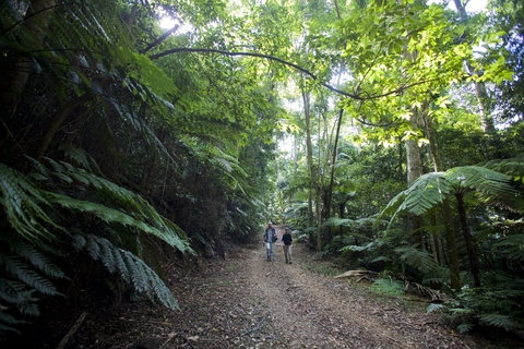 Booloumba Falls Walk, Conondale National Park - Accommodation Brunswick Heads 2