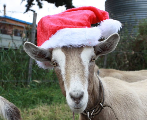 Bream Creek Farmers Market - Accommodation Brunswick Heads 0