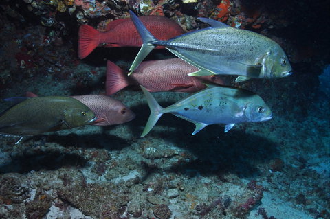 Hiros Cave And The Tubes - Accommodation Brunswick Heads 0