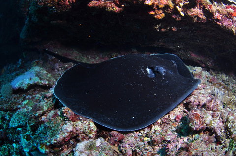 Hiros Cave And The Tubes - Accommodation Brunswick Heads 1