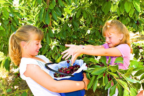 Kingsvale - Accommodation Brunswick Heads 0