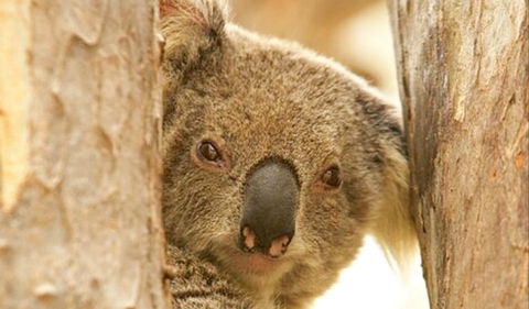 Koala Reserve - Accommodation Brunswick Heads 0
