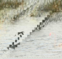 Little Llangothlin Picnic Area - Accommodation Brunswick Heads