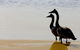 Mamukala Wetlands And Bird Hide - thumb 1