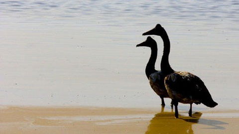Mamukala Wetlands And Bird Hide - Accommodation Brunswick Heads 1