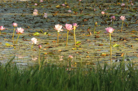 Miles - Accommodation Brunswick Heads 2