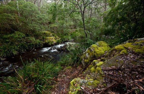 Mongarlowe River Picnic Area - Accommodation Brunswick Heads 0