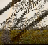 Mountaineer-Glowang trail - Accommodation Brunswick Heads