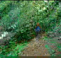 Mount Cougal Springbrook National Park - Accommodation Brunswick Heads