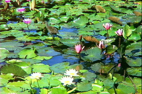 Mt Coot-tha Tourist Drive - Accommodation Brunswick Heads 1