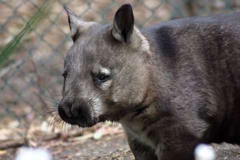 Peel Zoo - Accommodation Brunswick Heads 0
