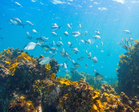 Snorkelling McKenzies Beach - Accommodation Brunswick Heads 0