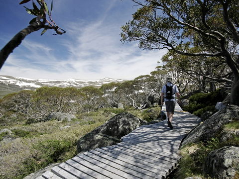 Snow Gums Boardwalk - Accommodation Brunswick Heads 0