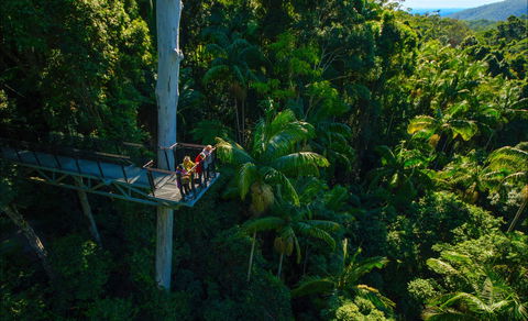 Tamborine Rainforest Skywalk - Accommodation Brunswick Heads 0