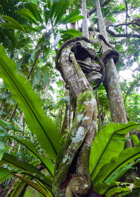 Tamborine Rainforest Skywalk - Accommodation Brunswick Heads 2
