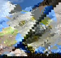 Tasmania Birchs Bay Cherries - Accommodation Brunswick Heads