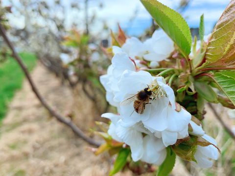 Tasmania Birchs Bay Cherries - Accommodation Brunswick Heads 1