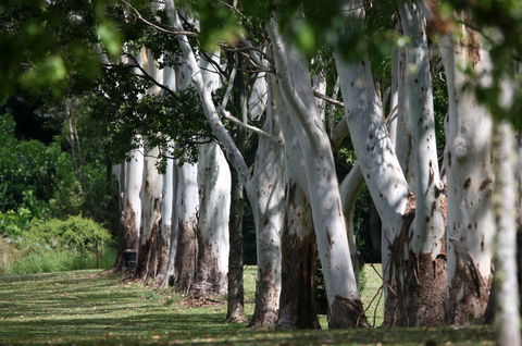 Teven Valley Golf Course - Accommodation Brunswick Heads 1