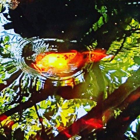 The Fernery At Diamond Waters - Accommodation Brunswick Heads 2