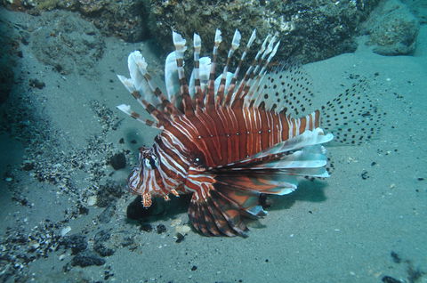 The Pines Dive Site - Accommodation Brunswick Heads 1