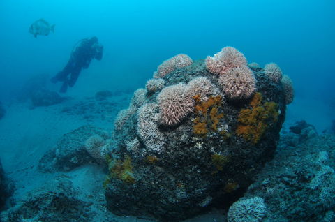 The Pines Dive Site - Accommodation Brunswick Heads 2