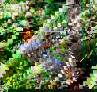 TreeTop Challenge Currumbin Wildlife Sanctuary - Accommodation Brunswick Heads