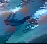 Small-Group Underwater Scooter Experience in Clovelly - Accommodation Brunswick Heads