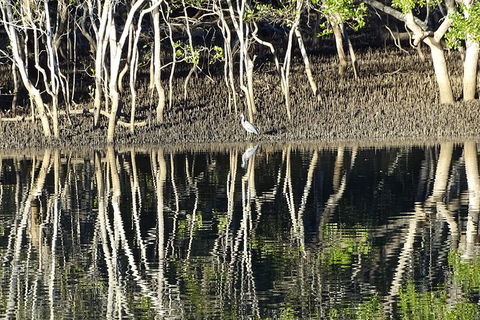 Sunset Eco Rainforest River Cruise - Accommodation Brunswick Heads 3