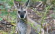 Wollemi Twilight Wildlife Tour - thumb 2