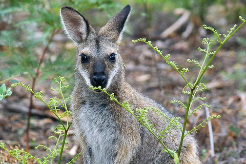 Wollemi Twilight Wildlife Tour - Accommodation Brunswick Heads 2