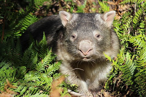 Wollemi Twilight Wildlife Tour - Accommodation Brunswick Heads 1