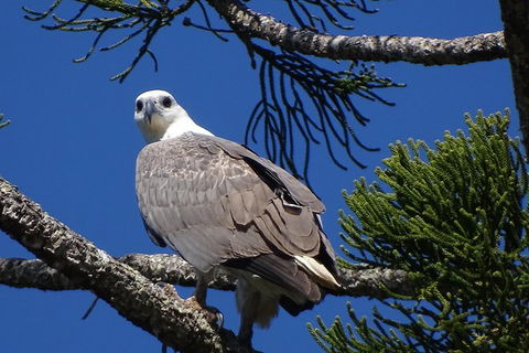 Byron Bay Rainforest Eco-Cruise - Accommodation Brunswick Heads 2