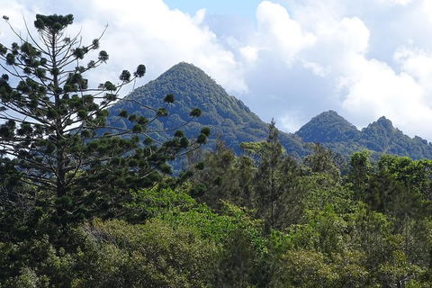 Byron Bay Rainforest Eco-Cruise - Accommodation Brunswick Heads 3