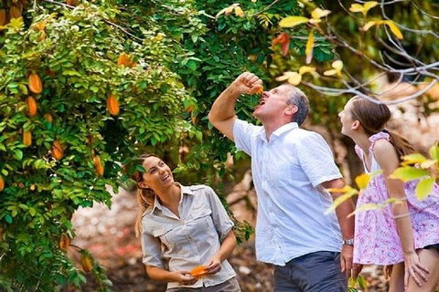 Full-Day Guided Tour Byron Bay With Pickup - Accommodation Brunswick Heads 1