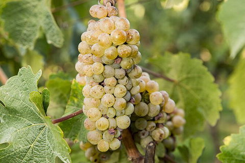 Bathurst Wine Trail Full-Day Private Tour With Tastings - Accommodation Brunswick Heads 8