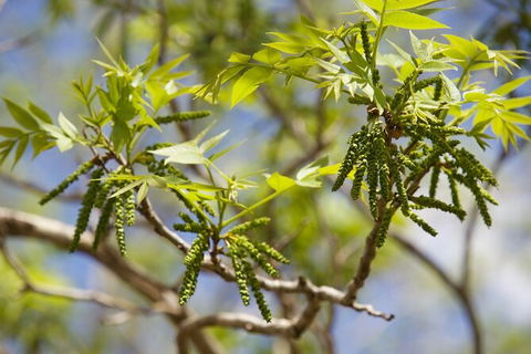Pecan Farm Tour And Workshop, Byron Bay Hinterland - Accommodation Brunswick Heads 2