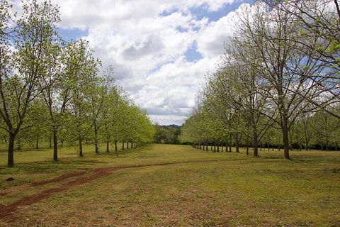 Pecan Farm Tour And Workshop, Byron Bay Hinterland - Accommodation Brunswick Heads 6