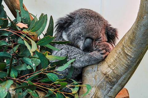 Blue Mountains Highlights & Wildlife Park - Accommodation Brunswick Heads 1