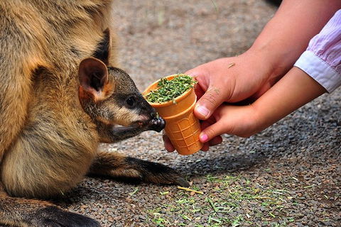 Blue Mountains Highlights, Wildlife Park And Scenic World Full Day Private Tour - Accommodation Brunswick Heads 3