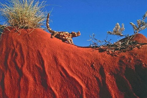 Alice Springs, Uluru Ayers Rock & Kings Canyon 8 Days Touring Package - Accommodation Brunswick Heads 4