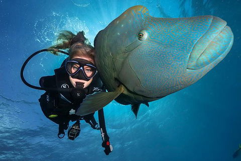 Great Barrier Reef Snorkeling And Diving Cruise From Cairns - Accommodation Brunswick Heads 1