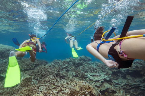 Great Barrier Reef Day Cruise From Cairns Including Snorkeling And Marine Biologist Presentation - Accommodation Brunswick Heads 2